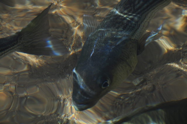 fish, lake mead marina